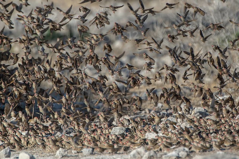 Flock of birds