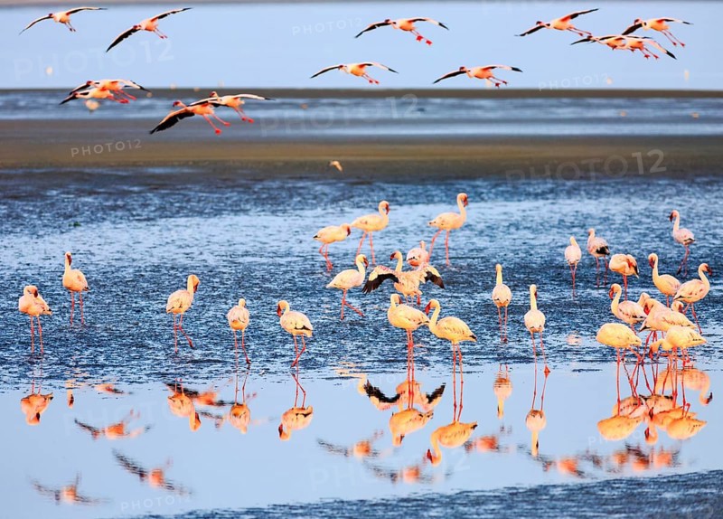 Greater flamingos (Phoenicopterus roseus) in shallow water