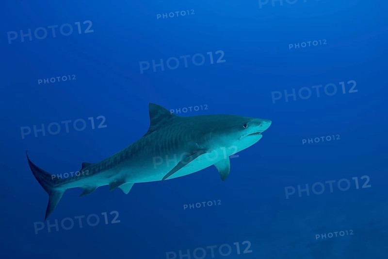 Tiger Shark (Galeocerdo cuvier) swims in the blue water