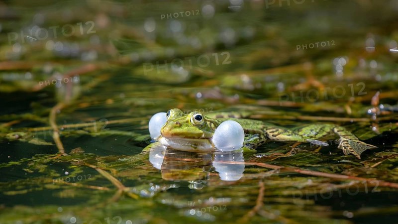 Green frog (Rana esculenta) with inflated sound bubbles in the water