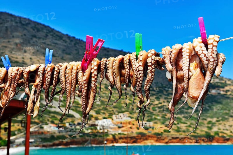 Hanged octopus dries on leash
