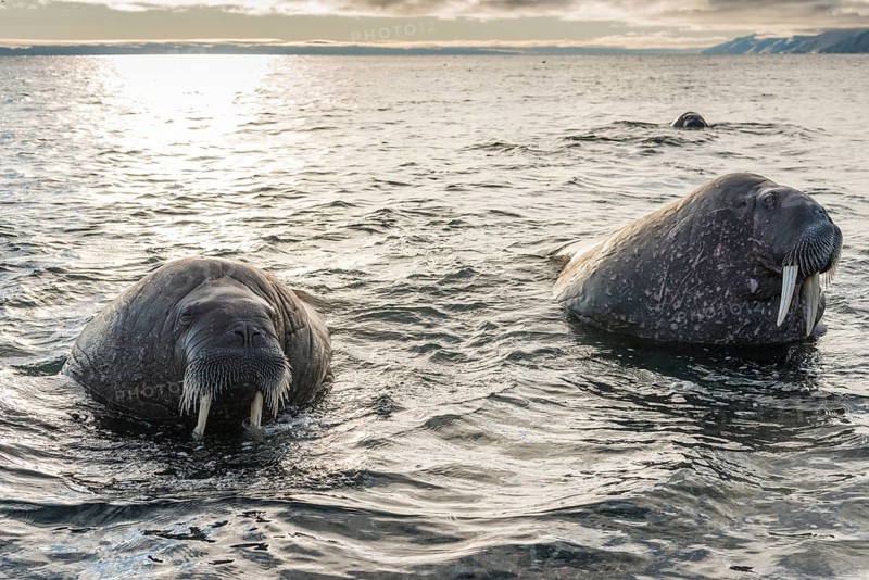 Walruses (Odobenus rosmarus)