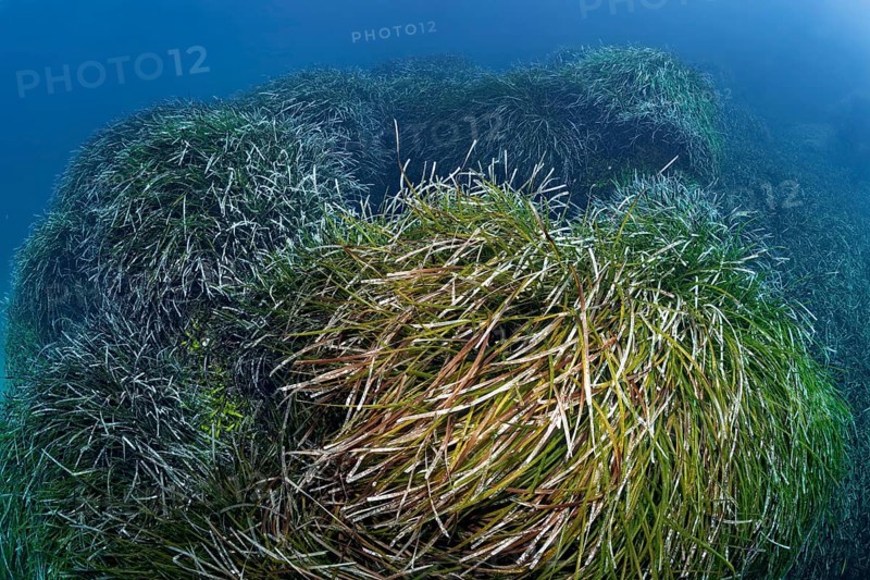 Neptune Grass (Posidonia oceanica)