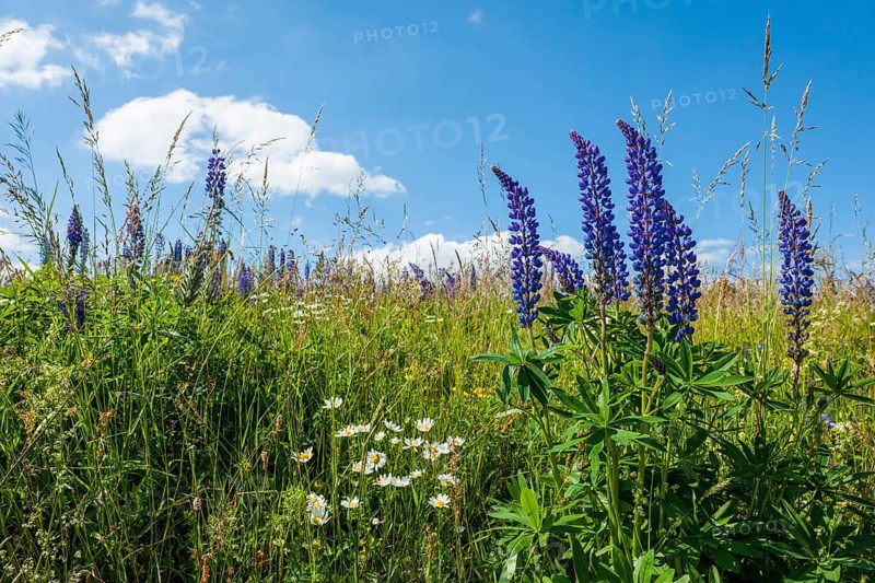 Large-leaved lupin (Lupinus polyphyllus)