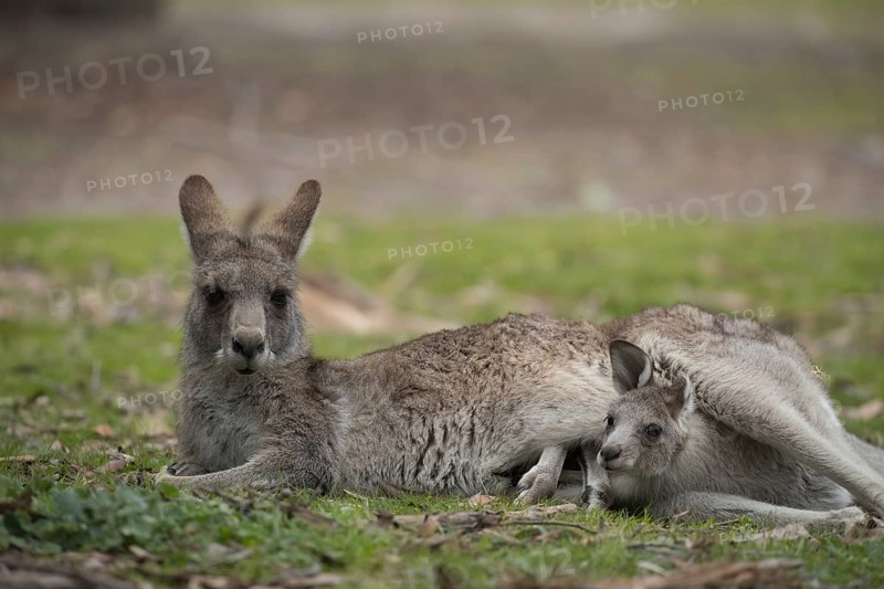 Eastern grey kangaroo (Macropus giganteus) adult and baby joey in it's mothers pouch