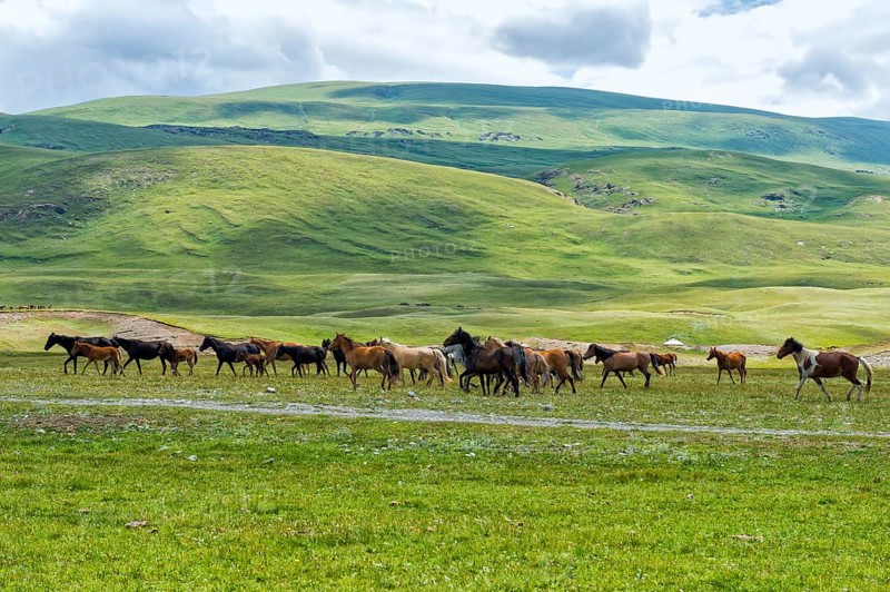 Flock of Horses (equus) running in Naryn gorge