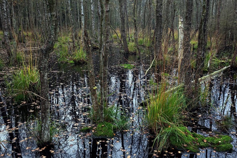 Moorlandscape in the Osterwald with Downy birches (Betula pubescens)