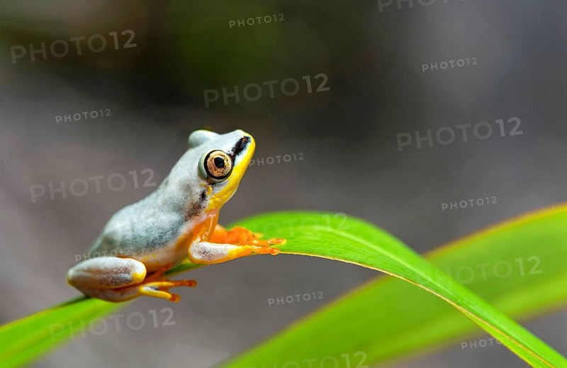 Blue-Back Reed Frog (Heterixalus madagascariensis)