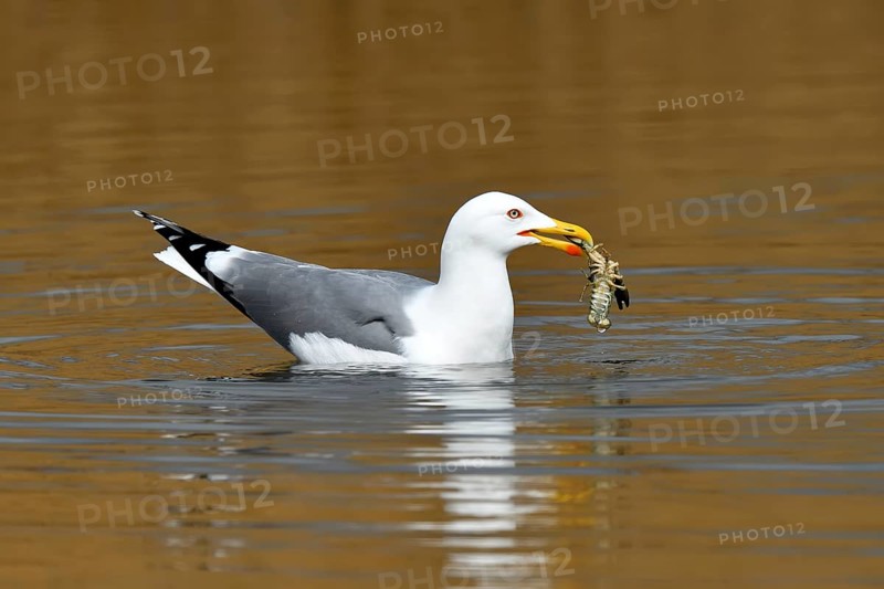 Yellow-legged gull (Larus michahellis)