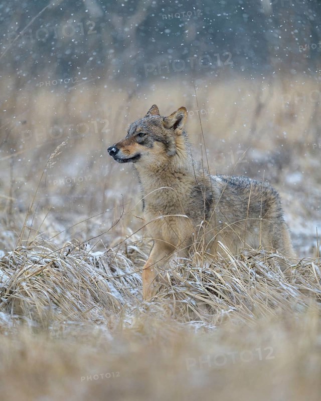 Gray wolf (Canis lupus)