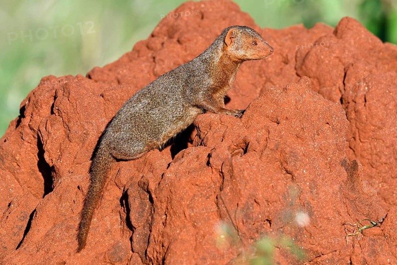 Dwarf mongoose (Helogale parvula) on a termite hill