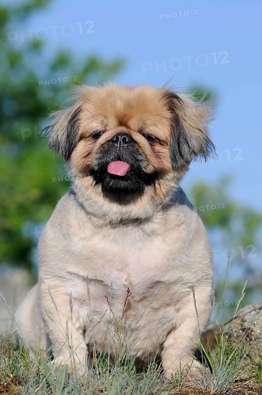 Pekingese