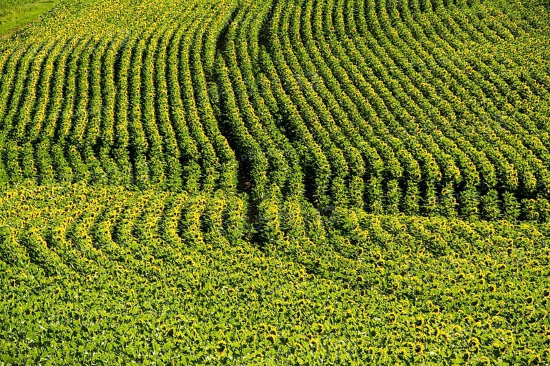 Field of sunflowers