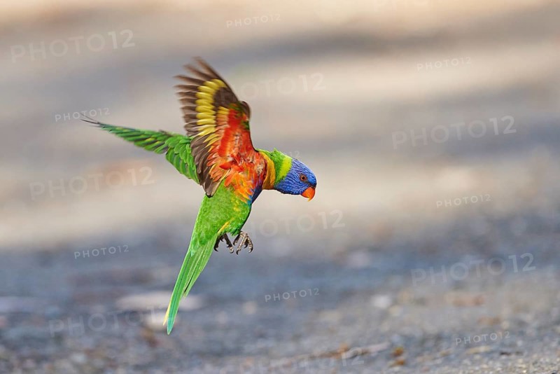 Rainbow lorikeet (Trichoglossus moluccanus)