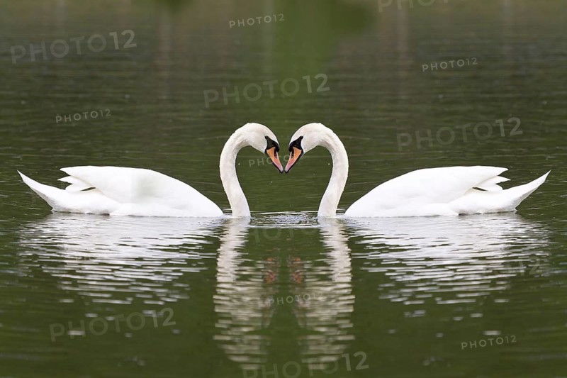 Mute swane (Cygnus olor) on a lake