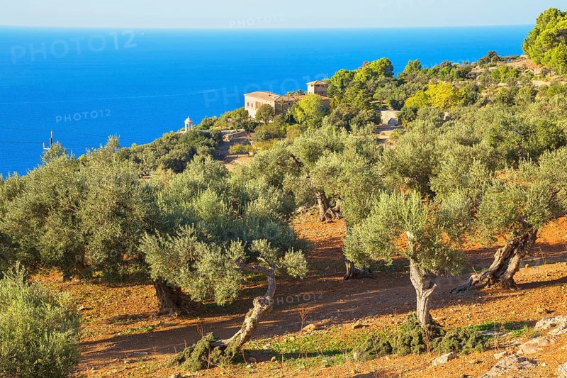 Olive trees surrounding Son Marroig Mansion