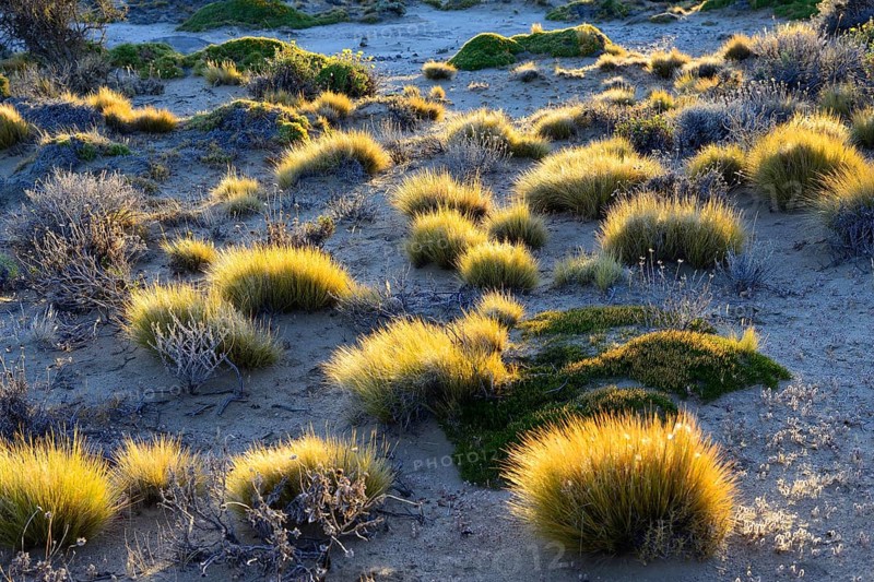 Grass tufts backlit