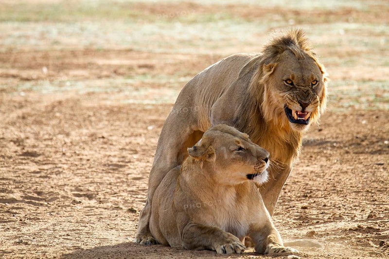 Lion (Panthera leo) growls during mating with female