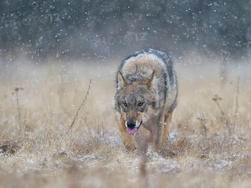 Gray wolf (Canis lupus)