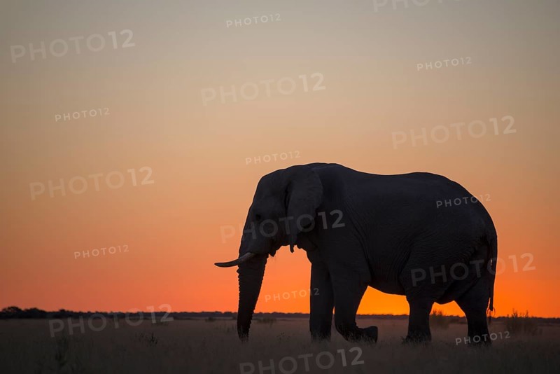 African elephant (Loxodonta africana)