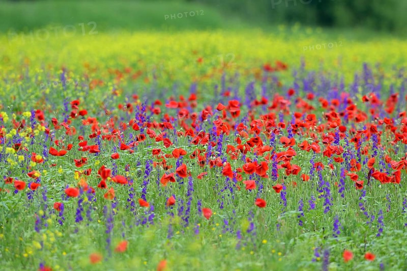 Flower meadow with Corn poppy (Papaver rhoeas) and Delphinium (Delphinum)