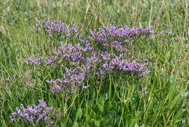 Blooming common sea lavender (Limonium vulgare)