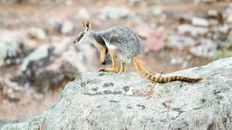 Yellow-footed rock-wallaby (Petrogale xanthopus)