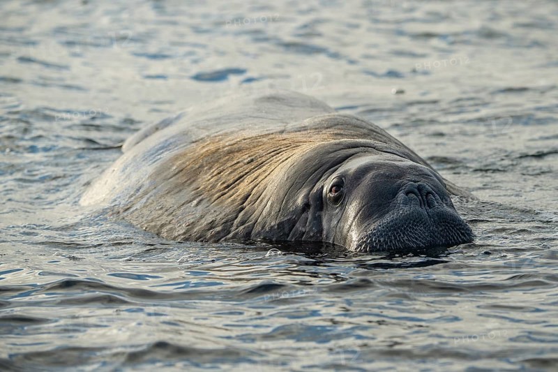 Walrus (Odobenus rosmarus)