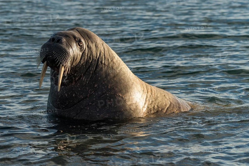 Walrus (Odobenus rosmarus)