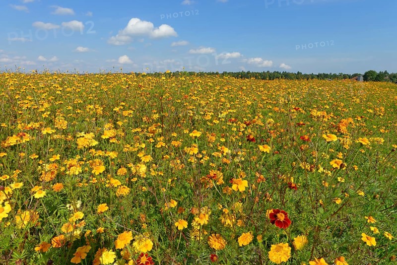 Yellow Marigolds (Tagetes) as green manure on a field