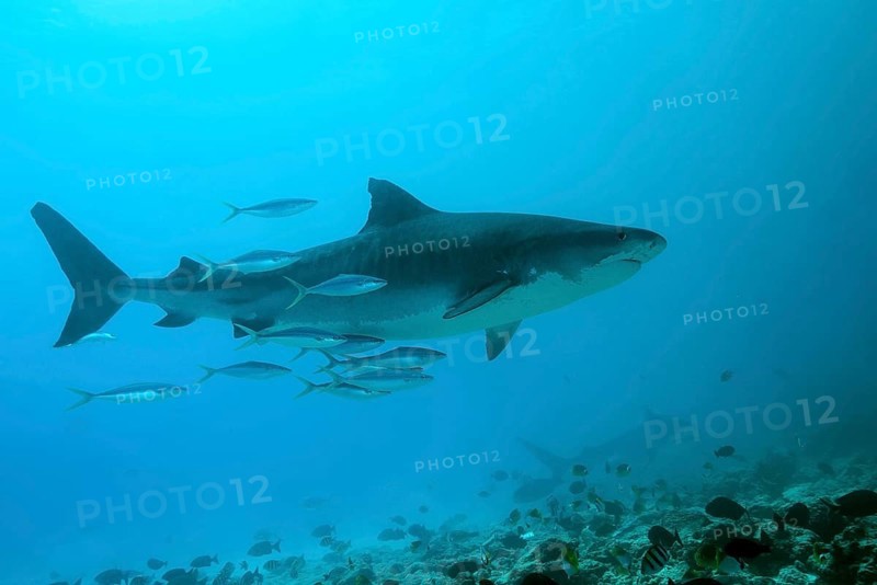 Tiger Shark (Galeocerdo cuvier)