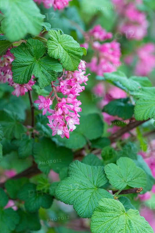 Flowering currant (Ribes sanguineum)