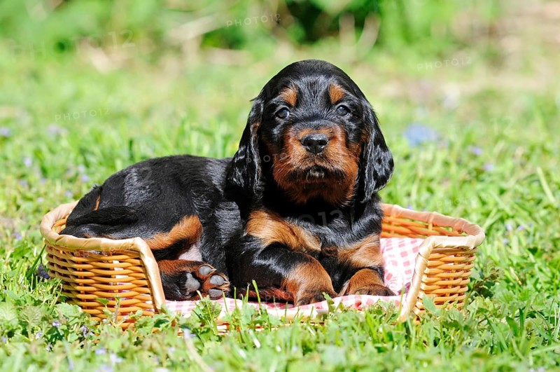 Gordon Setter