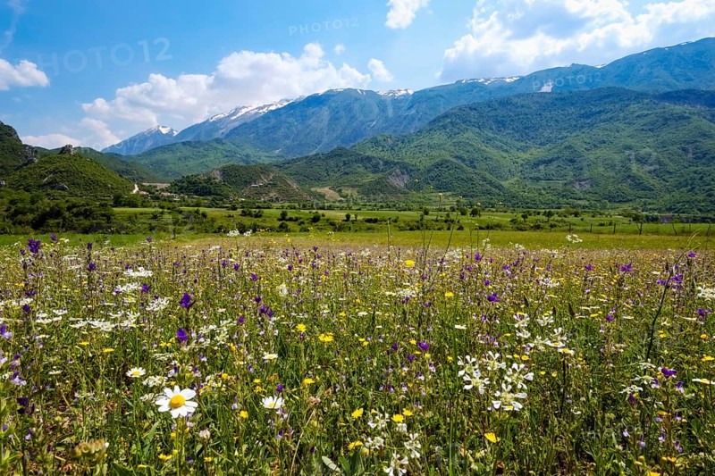 Flower meadow in the Vjosa valley