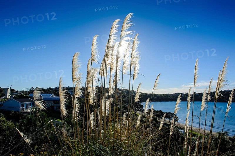 Pampas grass (Cortaderia selloana) above Oneroa Bay