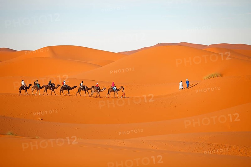 Dromedaries (Camelus dromedarius)