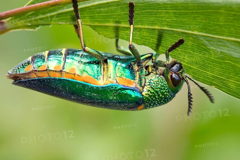Jewel beetle (Buprestidae) feeds on a leave