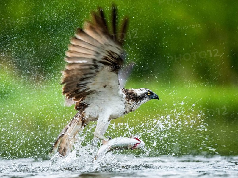 Osprey (Pandion haliaetus) hunting on the water