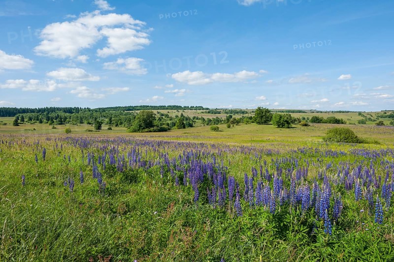 Large-leaved lupin (Lupinus polyphyllus)