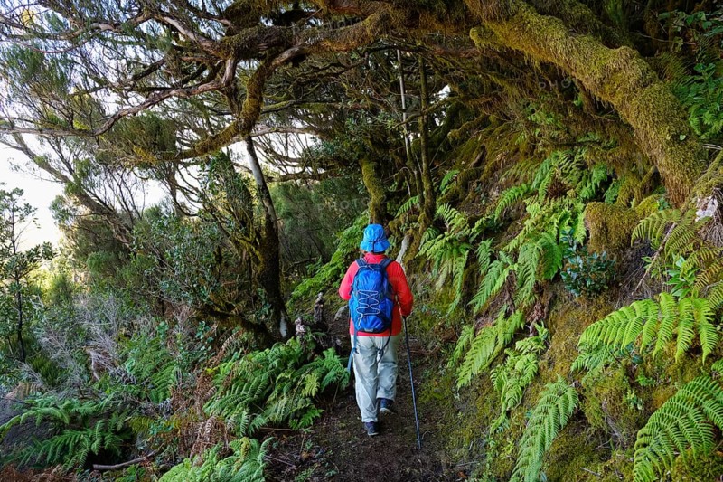 Woman hiking on forest trail in the cloud forest