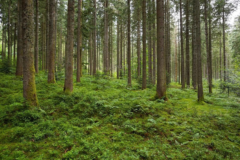 Coniferous forest in summer with moss and ferns