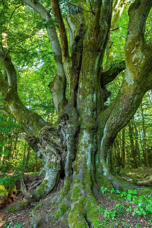 Old Common beech (Fagus sylvatica)