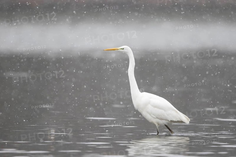 Great egret (Ardea alba) strides in the water