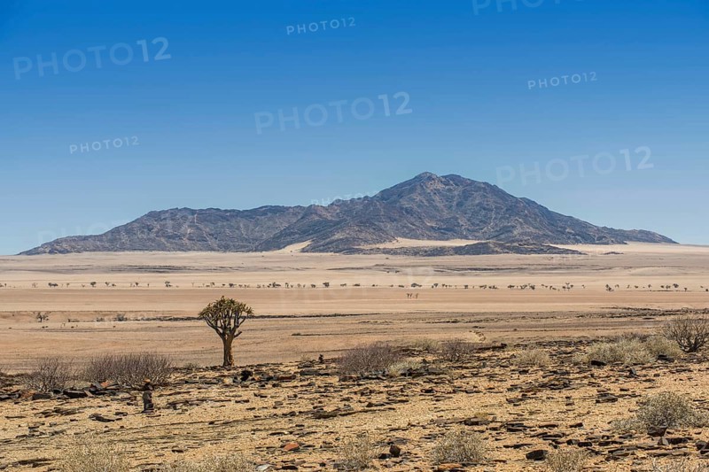 Desert-like landscape with Quiver tree (Aloe dichotoma)