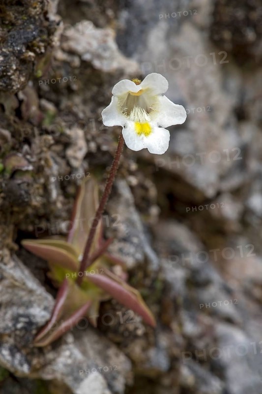 Alpine butterwort (Pinguicula alpina) on rocky ground