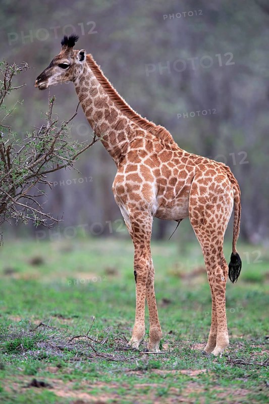 South African giraffe (Giraffa camelopardalis giraffa)