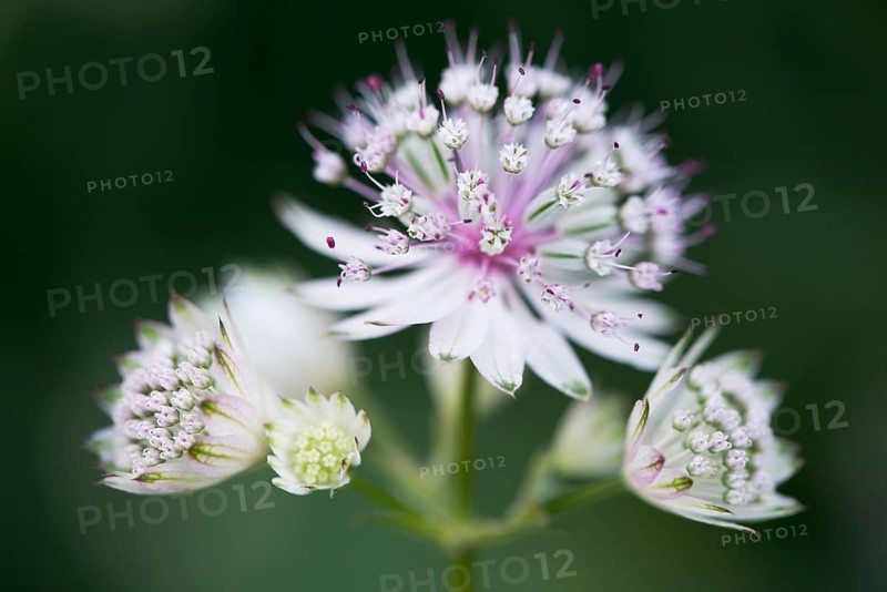 Astrantia major (Astrantia major)