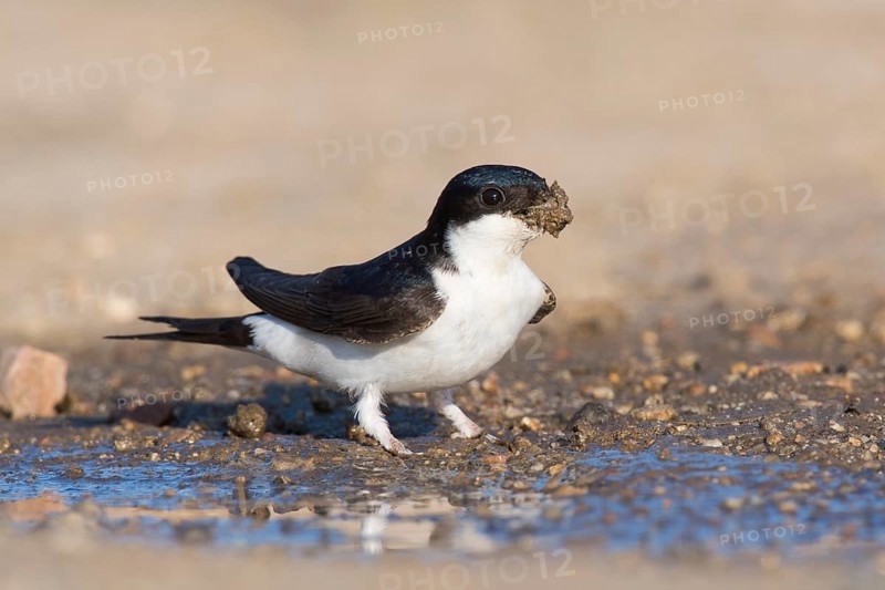 Common house martin (Delichon urbicum)