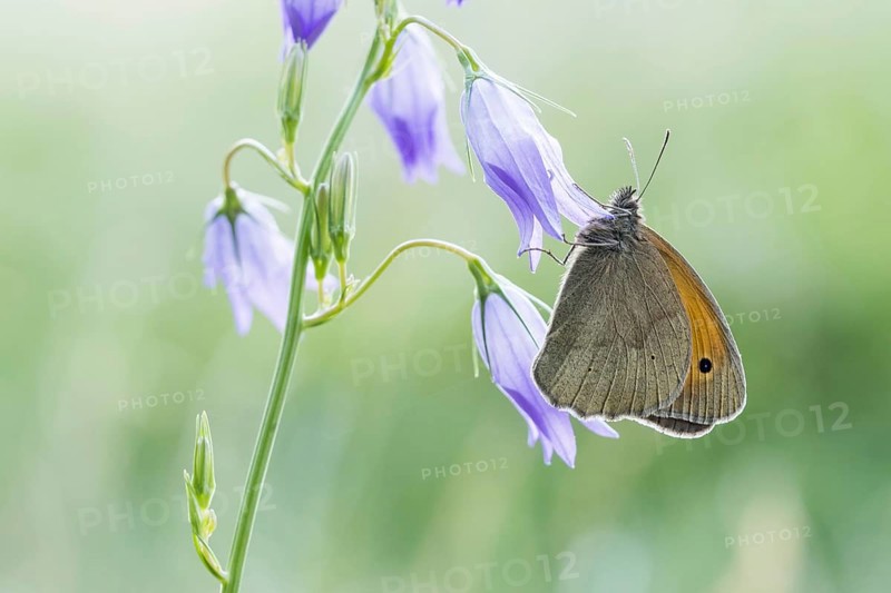 Meadow brown (Maniola jurtina) on Spreading Bellflower (Campanula patula)