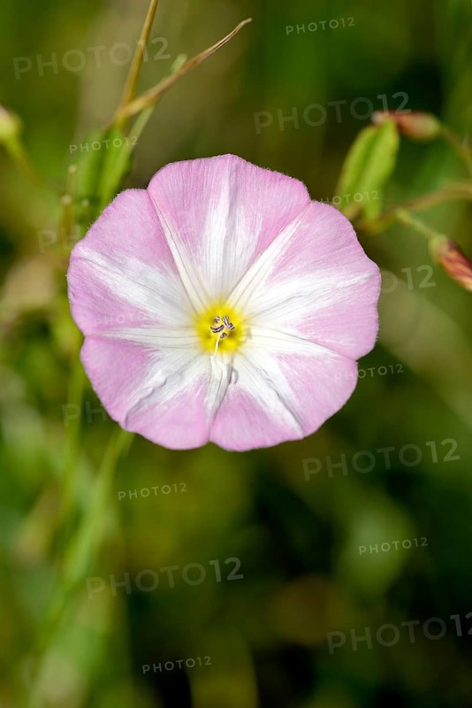 Field bindweed (Convolvulus arvensis)